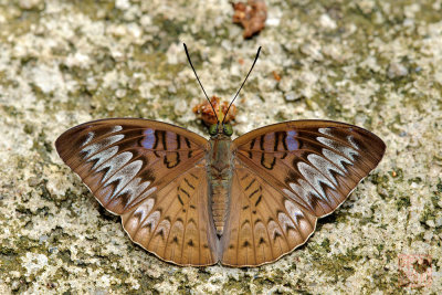 Tanaecia palguna consanguinea (The Long-lined Viscount)