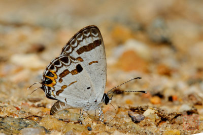 Tongeia potanini glycon (Dark Cupid)