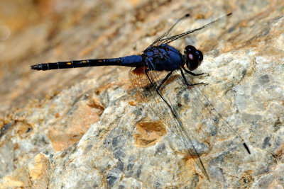 Trithemis festiva (male)