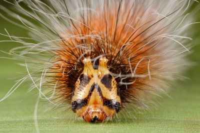 Faunis canens arcesilas (Common Faun)