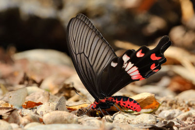 Atrophaneura adamsoni