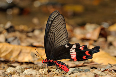 Atrophaneura adamsoni