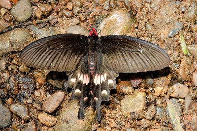 Atrophaneura adamsoni