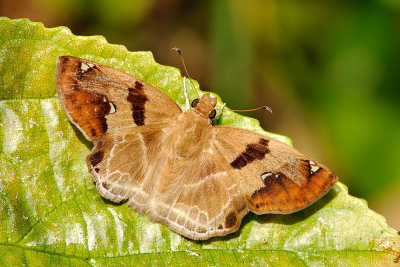 Odontoptilum angulatum (Chestnut Angle)