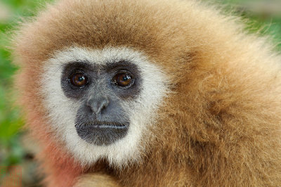 Gibbon