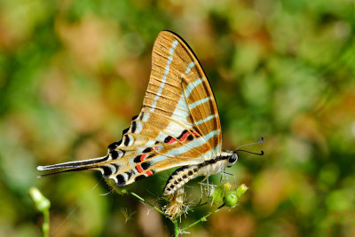 Graphium aristeus (Striped Swordtail)