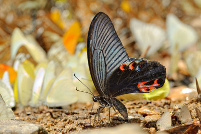 Papilio protenor Cramer (Spangle)
