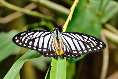 Graphium xenocles (The Great Zebra)