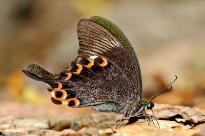 Papilio paris paris (Paris Peacock)