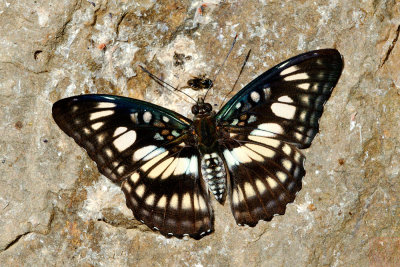 Athyma ranga obsolescens (Black Veined Sergeant)