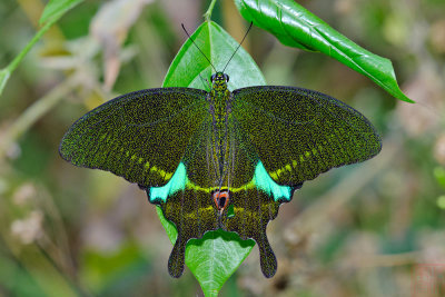 Papilio paris paris (Paris Peacock)