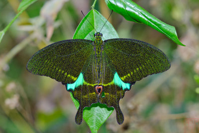 Papilio paris paris (Paris Peacock)