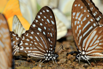 Graphium megarus megapenthes (Spotted Zebra)