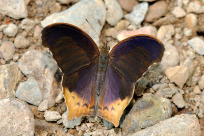 Terinos clarissa falcata (The Malayan Assyrian)