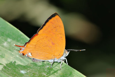 Thamala marciana (Cardinal)