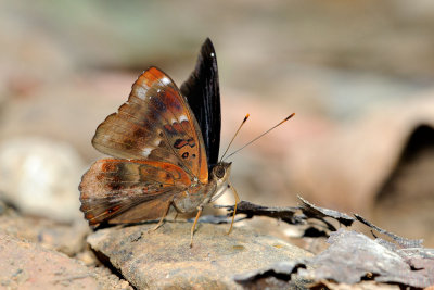 Rohana parisatis pseudosiamensis (Siamese Black Prince) - Male