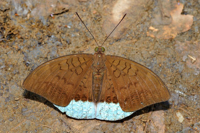 Tanaecia julii xiphiones (Common Earl) - Male