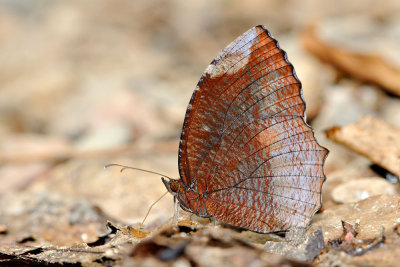 Elymnias hypermnestra tinctoria (Common Palmfly) - male