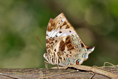 Prothoe franck ssp. (Blue Begum)