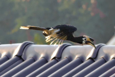 Antharacoceros albirostris albirostris (Oriental Pied Hornbill)