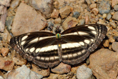 Neptis nata gononata (Sullied Brown Sailor)