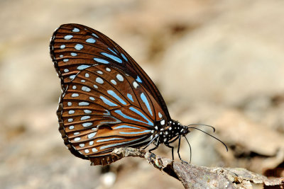 Tirumala septentrionis septentrionis (Dark Blue Tiger) - Male