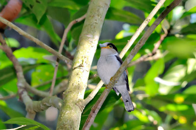 Silver-breasted Broadbill (Serilophus lunatus rothschildi)