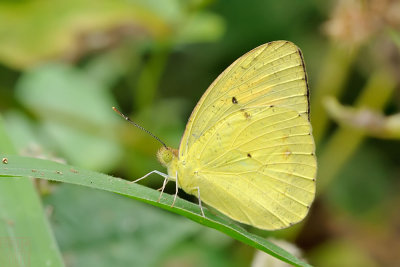 Ixias pyrene verna (The Yellow Orange Tip)