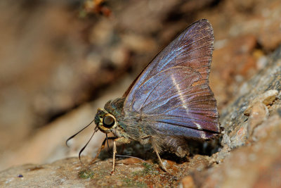 Hasora malayana (The White-banded Awl)