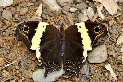 Neorina crishna archaica (The Tailed Yellow Owl)