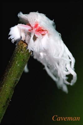 flatidae nymph