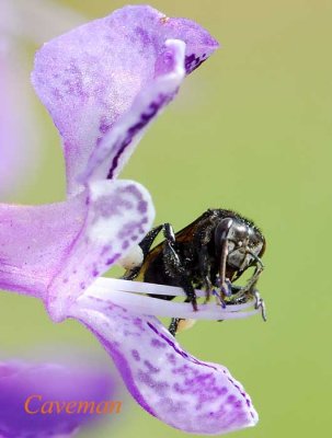 bee