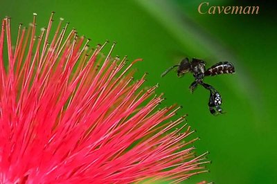 bee