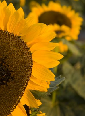 peekaboo sunflower.tif