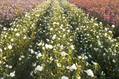 rows of sharon.tif