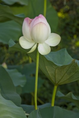 July lotus.tif