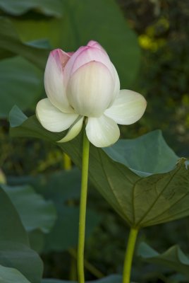 water lotus.tif