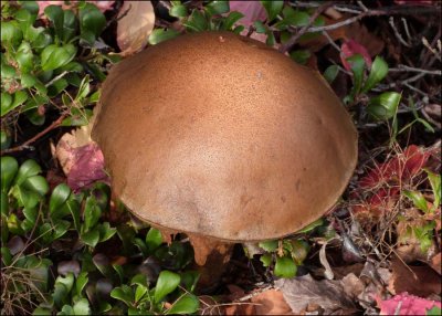 Suillus scabrum 