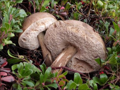 Suillus scabrum