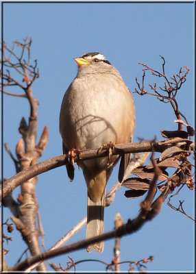 White-crowned Sparrow