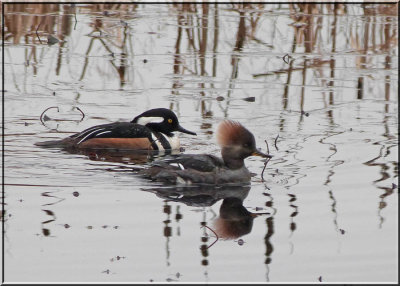 Mr & Mrs Merganser