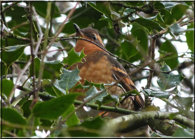 Varied Thrush