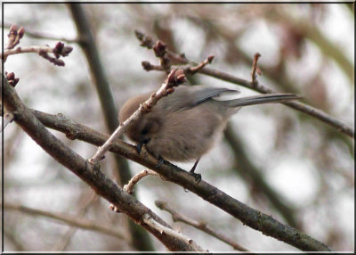 Bushtit