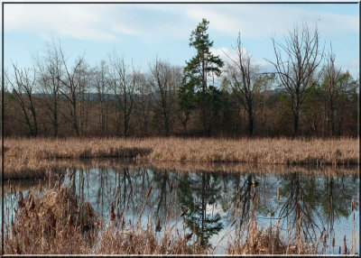 Winter at the Marsh