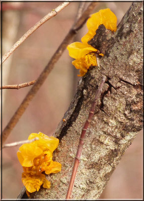 Tremella mesenterica