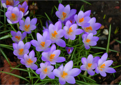 More Crocuses