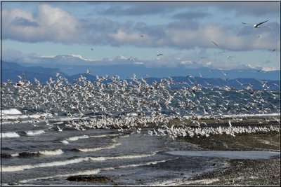 Seagulls at Qualicum Beach