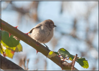 Bushtit