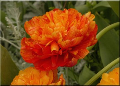 Tulips on canvas