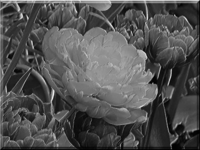 Embossed Tulips